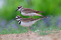Killdeer (Charadrius vociferus) pair about to mate, Laredo Borderlands, Texas, USA. April