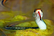 Gulf coast ribbon snake (Thamnophis proximus orarius) Laredo Borderlands, Texas, USA. April