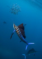 Atlantic sailfish (Istiophorus albicans) attacking school of Sardine (Sardinella aurita) bait ball, Isla Mujeres, Caribbean Sea, Mexico, February