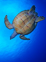 Hawksbill turtle (Eretmochelys imbricata) swimming, viewed from below, Cozumel Reefs National Park, Cozumel Island, Yucatan Peninsula, Mexico, February