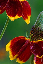 Mexican hat (Ratibida columnifera) flowers, Laredo Borderlands, Texas, USA. April
