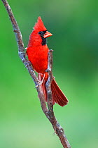 Northern cardinal (Cardinalis cardinalis) male perched, Laredo Borderlands, Texas, USA. April