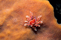 Cryptic teardrop crab (Pelia mutica) Banco Chinchorro Biosphere Reserve, Caribbean Sea, Mexico, May
