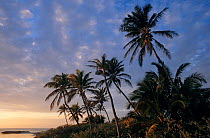 Coconut palm tree (Cocos nucifera) Contoy Island National Park, near Cancun, Caribbean Sea, Mexico, January