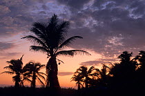 Coconut palm tree (Cocos nucifera) silhouetted at sunset, Contoy Island National Park, near Cancun, Caribbean Sea, Mexico, January