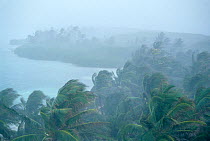 Coconut palm trees (Cocos nucifera) during storm, Contoy Island National Park, near Cancun, Caribbean Sea, Mexico, January
