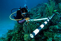 Scientist examining coral reef for fish population study, Puerto Morelos Reefs National Park, Caribbean Sea, Mesoamerican Reef System, Mexico, September