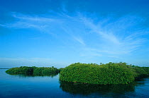 Red mangrove (Rhizophora mangle) coastal lagoon, near Boca Paila, Sian Ka'an Biosphere Reserve, Caribbean Sea, Mexico, July