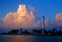 Coconut palm tree (Cocos nucifera) and lighthouse, Contoy Island National Park, near Cancun, Caribbean Sea, Mexico, January