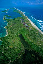 Aerial view of Red mangrove (Rhizophora mangle) forest, Contoy Island National Park, Mesoamerican Reef System, near Cancun, Caribbean Sea, Mexico, January