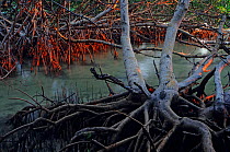 Red mangrove (Rhizophora mangle) tree, Contoy Island National Park, near Cancun, Caribbean Sea, Mexico, January