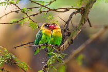 Two Hybrid lovebirds (Agapornis fischeri x A. personatus) Lake Naivasha, Kenya. The hybrids are the result of interbreeding between the native Yellow colllard lovebird (Agaoprnis personatus) and the...
