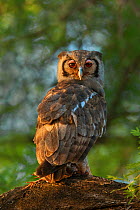Verreaux's eagle owl (Bubo lacteus) perched with guinea fowl prey. Meru,  Kenya.