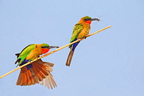 Red-throated bee-eater (Merops bulocki)  adults with prey,  Bansang Quarry, The Gambia.