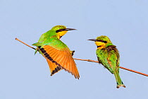 Little bee-eater (Merops pusillus) adults perched, Kotu,  The Gambia.