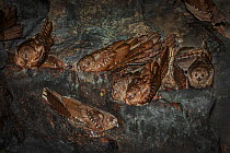 Oilbird (Steatornis caripensis) adults in nesting / roosting cave Asa Wright Field Centre,  Trinidad
