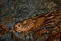 Oilbird (Steatornis caripensis) adult in nesting/roosting cave. Asa Wright Field Centre, Trinidad