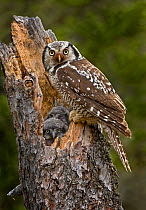 Northern hawk owl (Surnia ulula) adult at nest with young, Churchill, Manitoba, Canada, June.