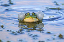 Marsh frog (Rana ridibunda) male with inflated vocal sacs.    Bulgaria. May.