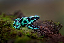 Green and black poison dart frog (Dendrobates auratus) Sarapique,  Costa Rica.