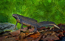 Great-crested newt (Triturus cristatus) adult male breeding colours. Glamorgan, West Wales, UK, May.