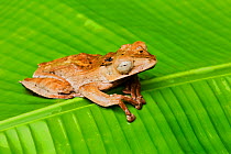 File-eared tree frog (Polypedates otilophus) Kuala Belalong Field Studies Centre, Brunei. Controlled conditions.