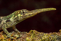 Pinocchio lizard (Anolis proboscis) male, Mindo, Ecuador. Controlled conditions.
