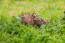 Corncrake (Crex crex) adult male and female, North Uist, Outer Hebrides, Scotland, UK, May.