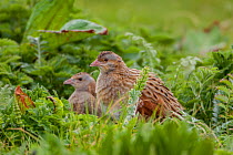 Corncrake (Crex crex) adult male and female, North Uist, Outer Hebrides, Scotland, UK.