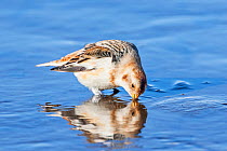 Snow bunting (Plectrophenax nivalis) adult male drinking, winter plumage, Nevern Estuary,   Pembrokeshire,  West Wales, UK, February.