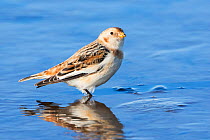 Snow bunting (Plectrophenax nivalis) adult male in winter plumage, Nevern Estuary,   Pembrokeshire,  West Wales, UK, February.
