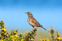 Redwing (Turdus iliacus) adult perched on gorse, Uist, Outer Hebrides, Scotland, UK, May.