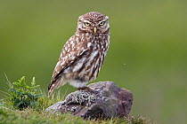Little owl (Athene noctua) adult perched on dry-stone wall, near nest-hole. Skomer Island, West Wales, UK, June.