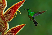 Green-crowned brilliant hummingbird (Heliodoxa jacula) hummingbird adult male flying to feed from Heliconia flower, Juan Castro National Park, Costa Rica.