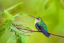 Green-crowned woodnymph hummingbird (Thalurania fannyi) hummingbird adult female perched, Milpe, Ecuador.