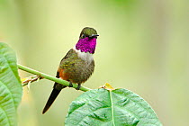 Purple-throated woodstar hummingbird (Calliphlox mitchellii) hummingbird adult male Tandayapa, Ecuador.