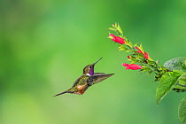 Purple-throated woodstar hummingbird (Calliphlox mitchellii) hummingbird adult male, approaching food plant. Tandayapa Lodge,  Ecuador