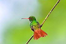Rufous-tailed hummingbird (Amazilia tzacatl) adult male,  Mindo Loma, Ecuador.