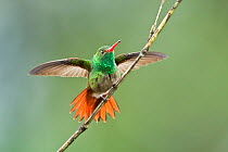 Rufous-tailed hummingbird (Amazilia tzacatl) adult male,  threat display. Milpe,  Ecuador.
