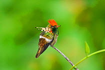 Tufted coquette hummingbird (Lophornis ornatus) hummingbird adult male perched, Asa Wright Centre, Trinidad
