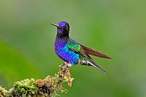Velvet-purple coronet hummingbird (Boissonneaua jardini) hummingbird adult male perched, Mindo Loma, Ecuador
