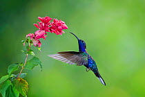 Violet sabrewing hummingbird (Campylopterus hemileucurus) hummingbird male flying, feeding from flower, Juan Castro National Park Costa Rica.