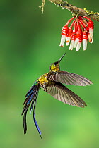 Violet-tailed sylph hummingbird (Aglaiocercus coelestis) hummingbird adult male,   approaching flower to feed, Tandayapa,  Ecuador