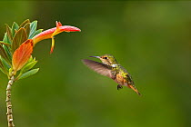 Volcano hummingbird (Selasphorus flammula) adult female flying to flower, Talamanca Cordillera race, Sevegre Valley, Costa Rica.