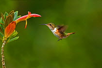 Volcano hummingbird (Selasphorus flammula) adult female flying to flower, Talamanca Cordillera race, Sevegre Valley, Costa Rica