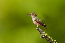 Volcano hummingbird (Selasphorus flammula) female perched,  Talamanca Cordillera race, Sevegre Valley, Costa Rica.
