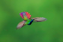 Black-throated mango hummingbird (Anthracothorax nigricollis nigricollis) hummingbird male in flight, Adventure Farm,  Tobago.