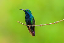 Black-throated mango hummingbird (Anthracothorax nigricollis nigricollis) hummingbird perched, male, Pax, Trinidad.