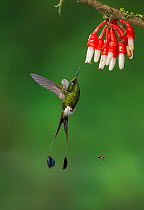 Booted racket-tail hummingbird (Ocreatus underwoodii melanantherus) hummingbird adult male flying to feed from flower,. Tandayapa,  Ecuador