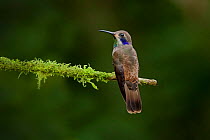 Brown violetear hummingbird (Colibri delphinae) hummingbird adult male, Milpe, Ecuador.